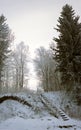 Vertical panorama of old ladder in snowy forest Royalty Free Stock Photo