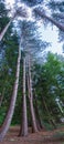 Vertical Panorama of pine trees Royalty Free Stock Photo