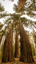 Vertical Panorama of Sequoia Trees Reaching Skyward Royalty Free Stock Photo