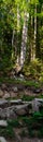 vertical panorama: trees and huge stones in the forest high in the mountains Royalty Free Stock Photo