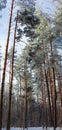 Vertical panorama of the winter pine forest Royalty Free Stock Photo