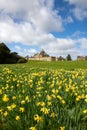 Vertical Panoramic landscape of Castle Howard Stately Home with daffodils at Springtime