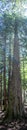 Vertical panoramic of a tree along the Trail of Cedars path in Glacier National Park, Montana. Royalty Free Stock Photo