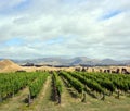 Vertical Panoramic view of Marlborough Sauvignon Blanc Vineyard Royalty Free Stock Photo