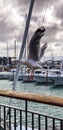 Vertical panoramic view of a seagull flying over a harbor railing Royalty Free Stock Photo