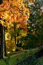 Vertical of a park covered in autumn foliage with leafy trees and a stairs trail on sunny day