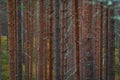 Vertical Pattern of Red Scots Pine Tree Trunks in a Dense Coniferous Forest in the Wild Nature of Estonia Royalty Free Stock Photo