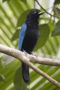 Vertical of perched San Blas Jay, Cyanocorax sanblasianus Royalty Free Stock Photo