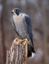 Vertical Peregrine Falcon Royalty Free Stock Photo
