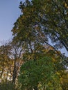 The vertical perspective accentuates the tall trees adorned with green, yellow, and orange leaves