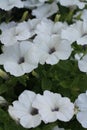 Vertical petunia flowers white side view.
