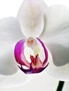 Vertical Phalaenopsis Orchid