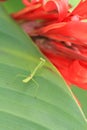 Vertical photo of a Baby Praying Mantis hiding on a flower petal