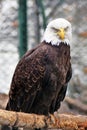 Vertical photo of a bald eagle sitting on a tree trunkg Royalty Free Stock Photo