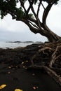 Vertical photo of a banyan tree Hawaii with black sand beach Royalty Free Stock Photo