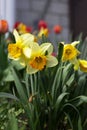 Vertical photo beautiful blossom yellowd affodils Royalty Free Stock Photo