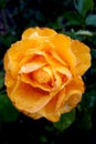 Vertical photo of a beautiful orange and yellow rose with raindrops on petals in the garden Royalty Free Stock Photo