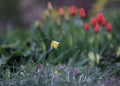 vertical photo of beautiful yellow tulip flowers close up, in the rain, image for poster Royalty Free Stock Photo