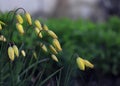 vertical photo of beautiful yellow tulip flowers close up, in the rain Royalty Free Stock Photo