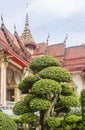 Beautifully trimmed tree in Wat Chalong temple`s garden. Ubosot with tiered roof in the background. In Phuket, Thailand. Royalty Free Stock Photo