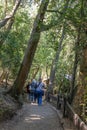 Vertical photo from behind of tourists walking through a narrow stair path surrounded by a forest full of big green trees in Royalty Free Stock Photo