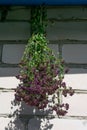 Vertical photo of branches of flowering majoram plant.