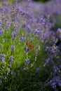 Vertical photo of a butterfly sitting on a sprig of lavender