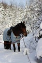 vertical photo of a chestnut horse in a winter forest. in a horsecloth, with a bridle and a saddle