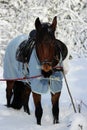 vertical photo of a chestnut horse in a winter forest. in a horsecloth, with a bridle and a saddle