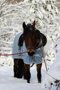 vertical photo of a chestnut horse in a winter forest. in a horsecloth, with a bridle and a saddle
