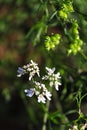 Vertical photo of cilantro seeds pods and flowers in the garden