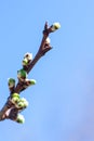 Vertical photo of clear cloudless sky and thin sprout of growing cherry tree with green burgeons
