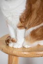 Vertical photo close up of cats small paws tail wrapped around claws