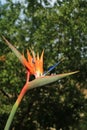 Vertical Photo of Closed Up Vibrant Orange Color Bird of Paradise Flower with Blurred Deep Green Foliage in Background Royalty Free Stock Photo
