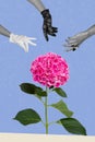 Vertical photo collage of hands choose flower pink hydrangea lace white gloves butterfly ring bug spring isolated on