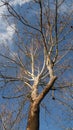 Sycamore Tree with bare winter branches