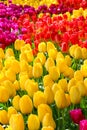 Vertical photo of colorful tulip flowers. The tulips are yellow, red and purple. Beautiful nature. Blooming park, Holland concept