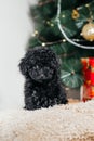 Vertical photo of a cute black little dog under the Christmas tree on a background of boxes with Christmas toys Royalty Free Stock Photo