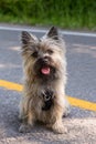 Vertical photo of cute well groomed female wheaten cairn terrier sitting unleashed in the middle of a road