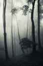 Vertical photo of dark forest with fog on Halloween Royalty Free Stock Photo