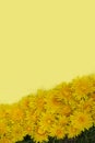 Vertical photo. Diagonally lying yellow dandelions. On a yellow background. Place for text Royalty Free Stock Photo