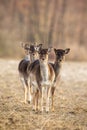 Vertical photo of fallow deer herd facing camera with copy space