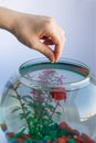 Vertical photo of female hands pour meal for red small swordtail in aquarium.