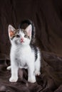 Young cute white kitten with tabby spots sits on blanket Royalty Free Stock Photo