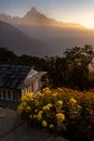 Vertical photo of Fish Tail peak Machapuchare during sunrise with yellow and red flowers as foreground, Nepal Royalty Free Stock Photo