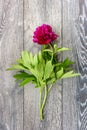 One peony flower in full bloom of bright pink color and green leaves on a wooden background. Selective focus, flat lay, macro. Royalty Free Stock Photo