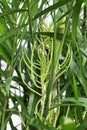 Vertical photo of flower stems on a bamboo palm