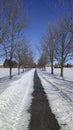 Vertical photo of the footpath with treelined for a winter weather concept. Vertical format background photos