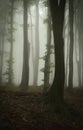 Vertical photo of forest with enchanted mysterious fog Royalty Free Stock Photo