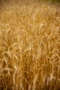 Vertical photo full frame of ripe rye as a backdrop